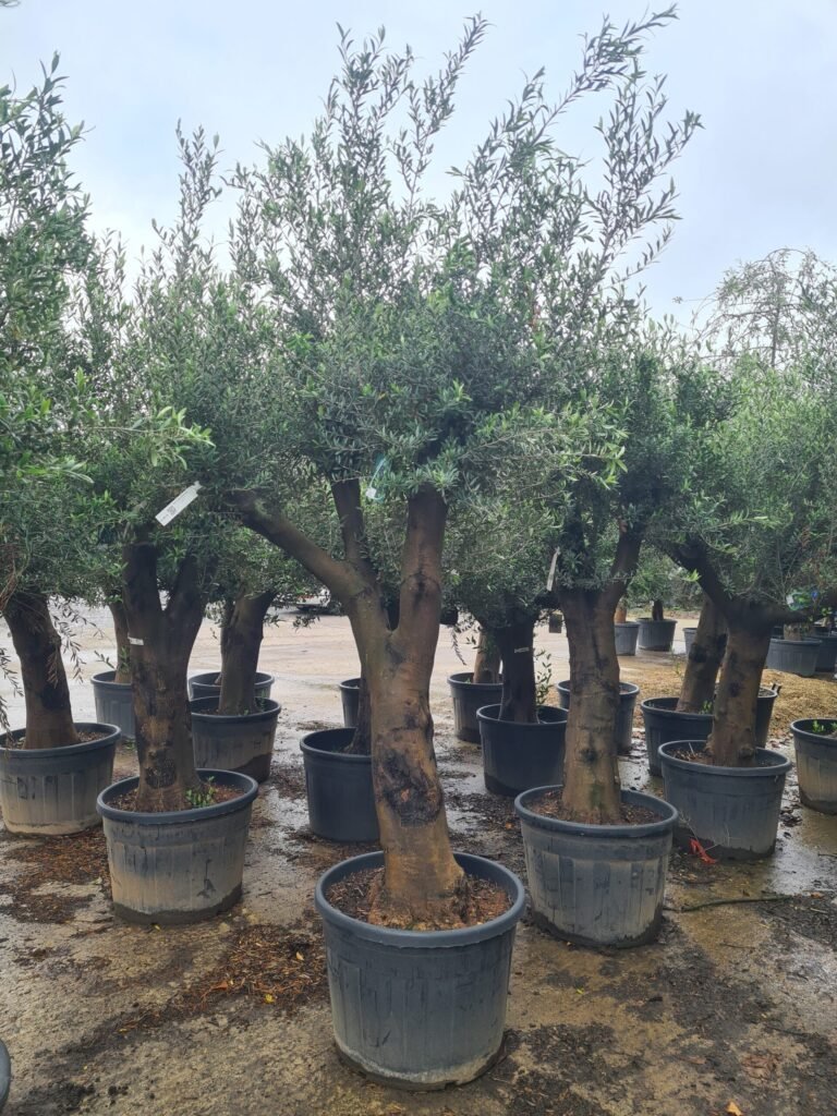 European olive - Olea europaea