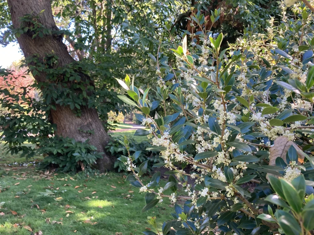 Holly Olive - Osmanthus heterophyllus