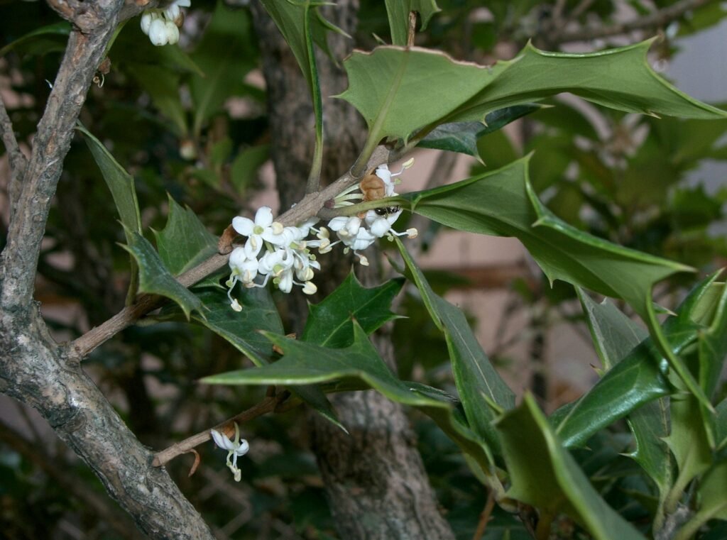 Holly Olive - Osmanthus heterophyllus
