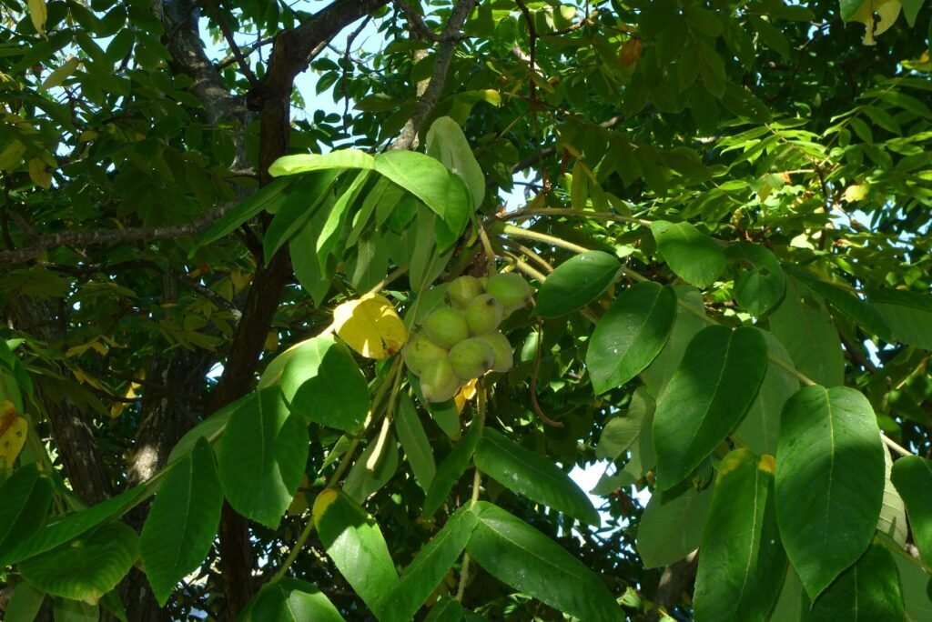 Japanese Walnut - Juglans ailanthifolia