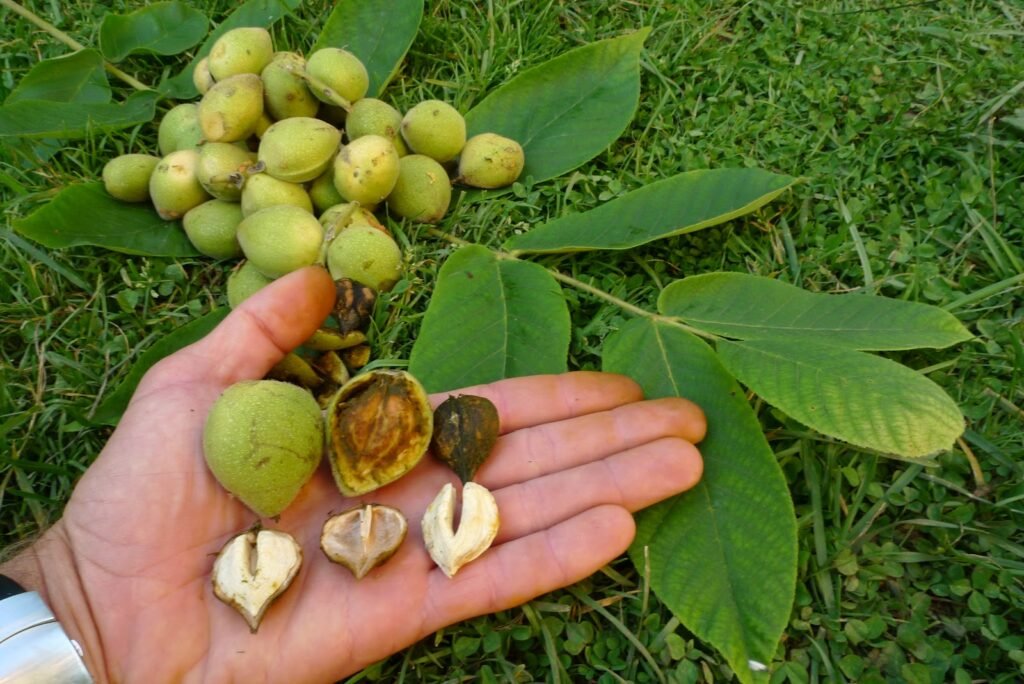 Japanese Walnut - Juglans ailanthifolia