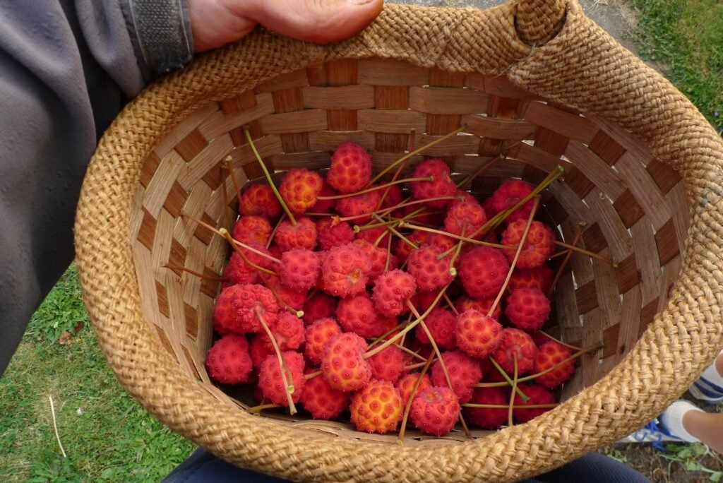 Japanese Dogwood - Cornus kousa