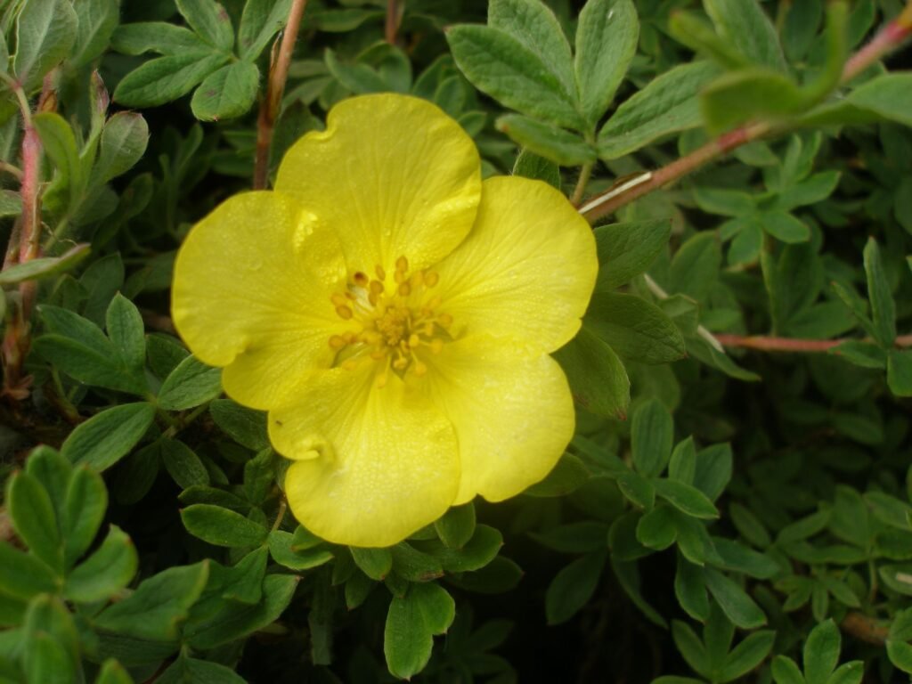 Shrubby cinquefoil - Dasiphora fruticosa