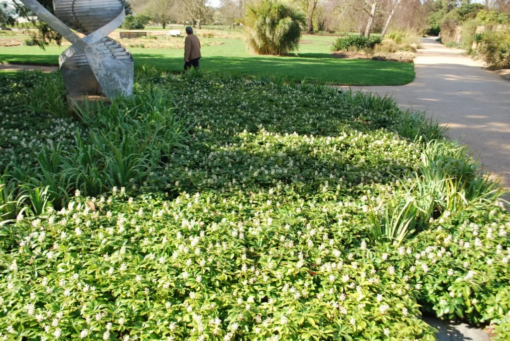 Japanese Spurge - Pachysandra terminalis