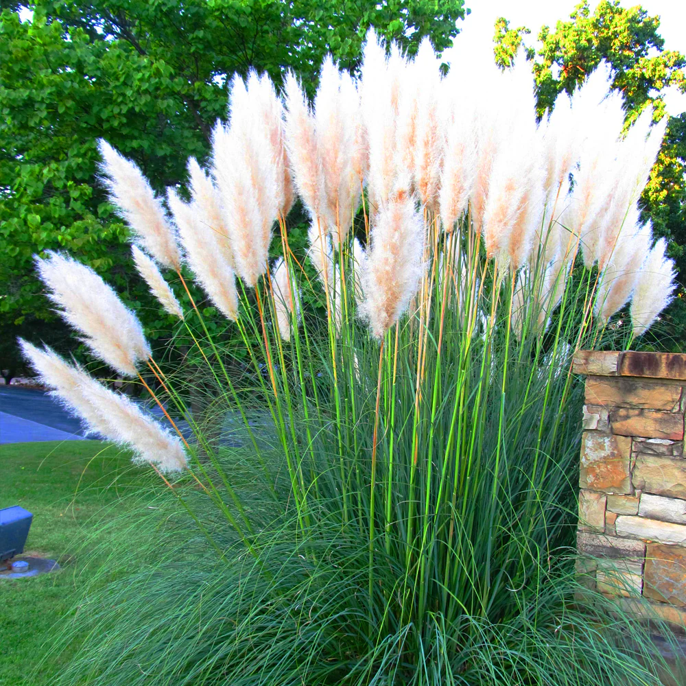 Pampas Grass - Cortaderia selloana