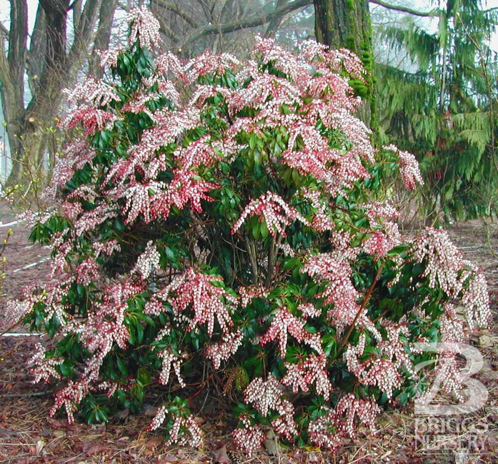 Japanese Andromeda - Pieris japonica