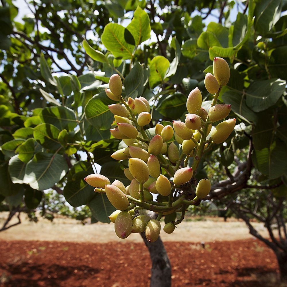 Pistachio - Pistacia vera