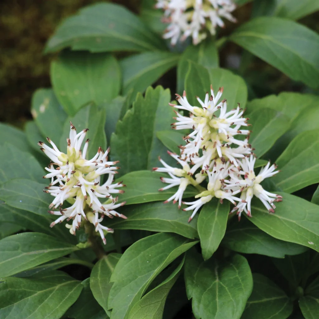 Japanese Spurge - Pachysandra terminalis