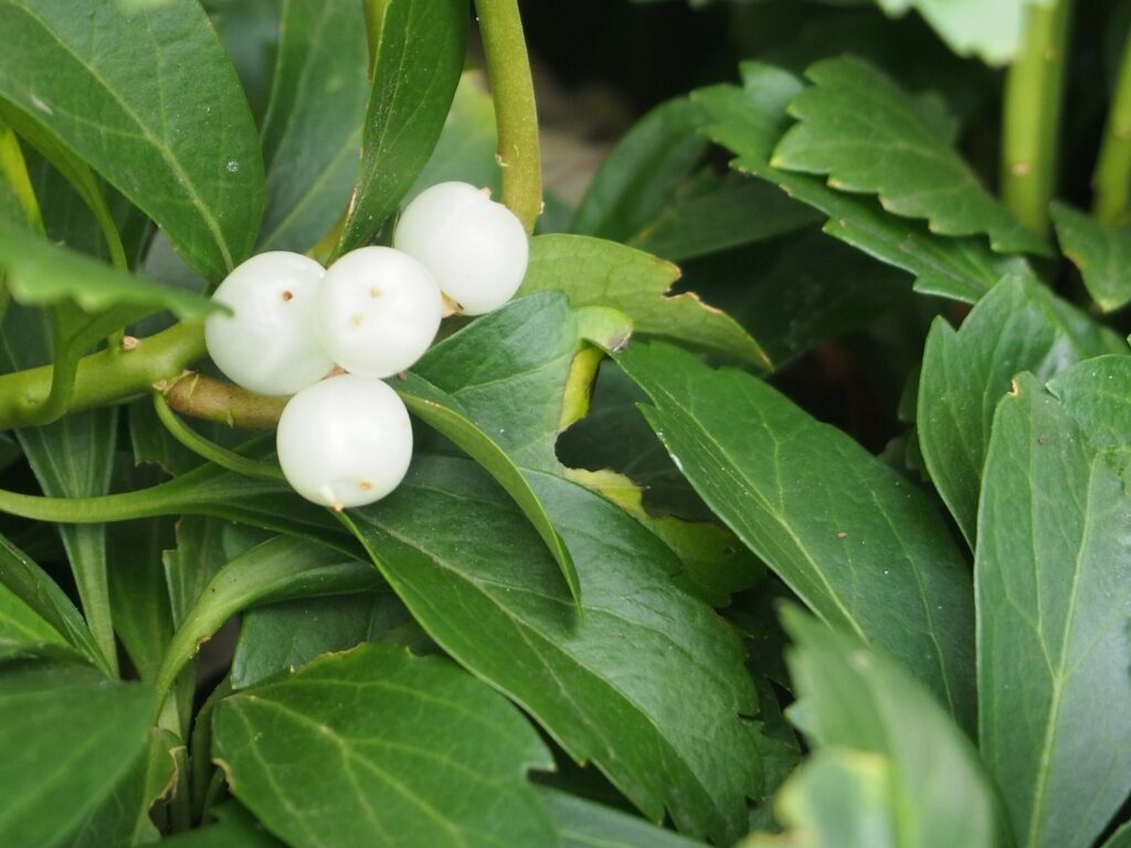 Japanese Spurge - Pachysandra terminalis