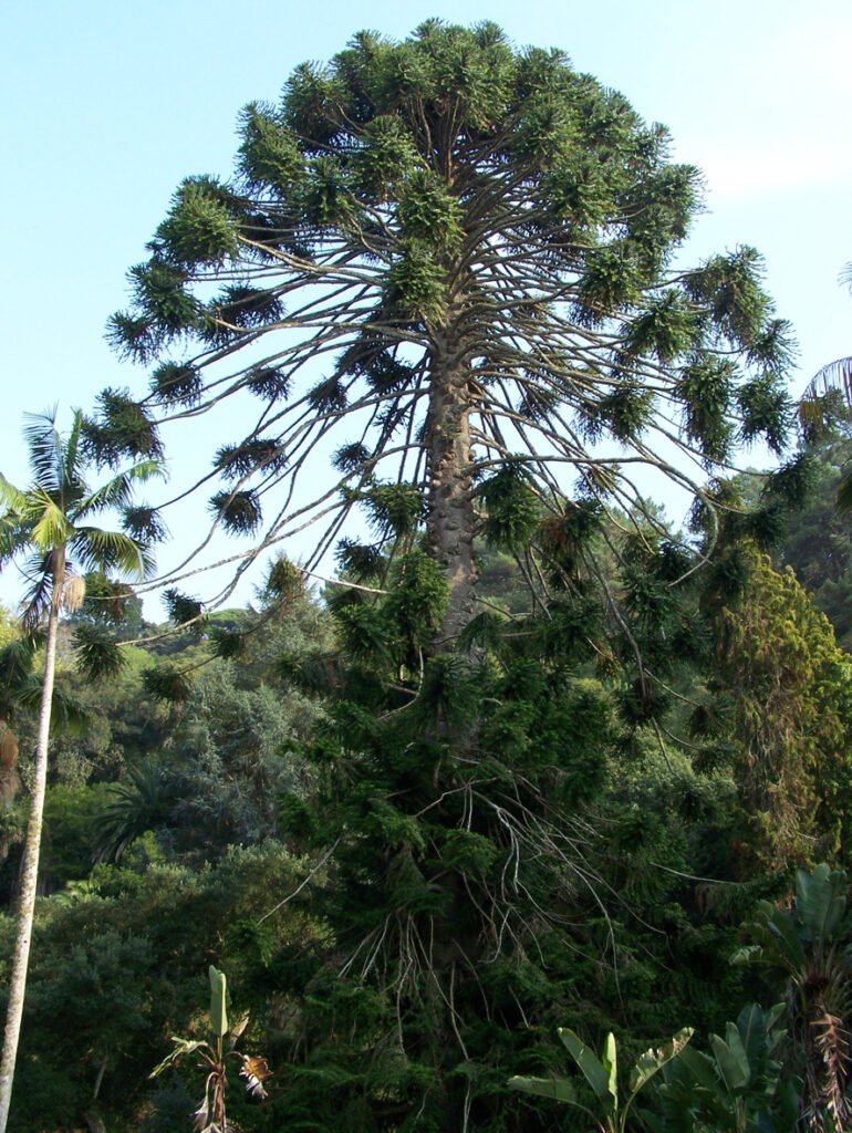 Bunya Pine - Araucaria bidwillii