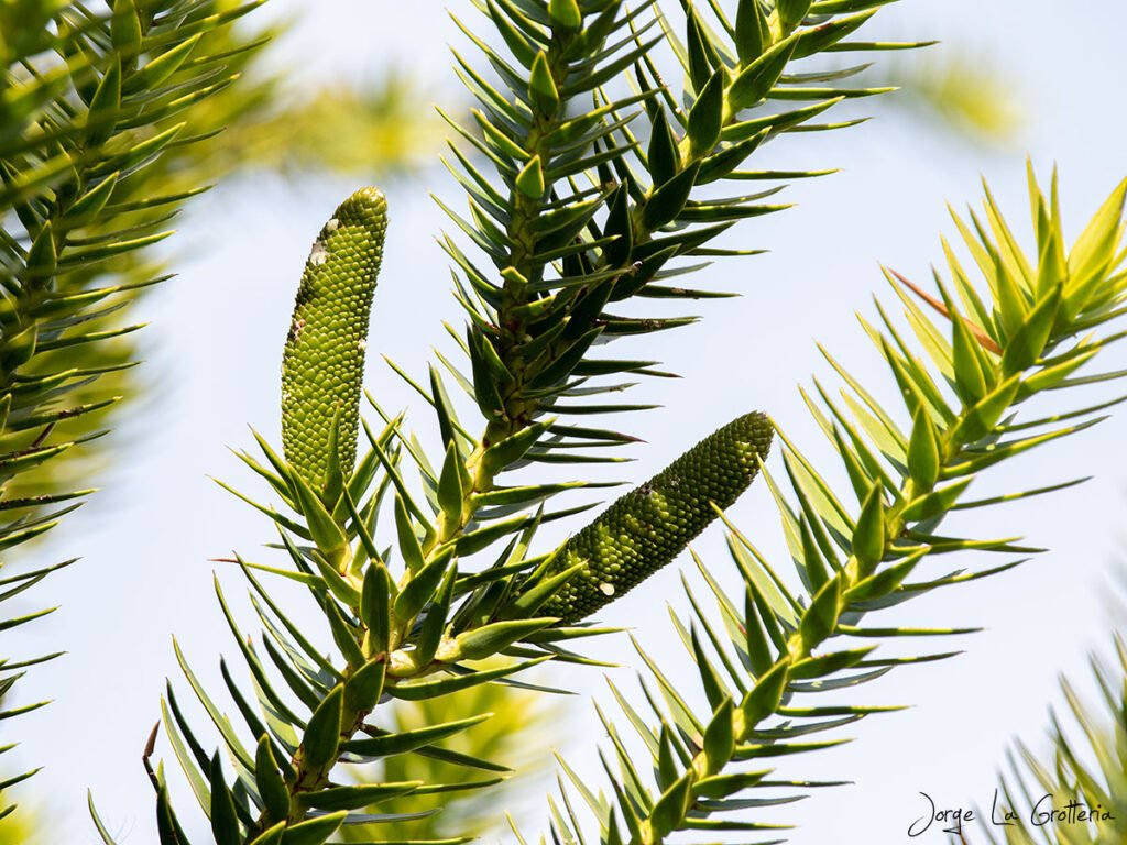 Bunya Pine - Araucaria bidwillii