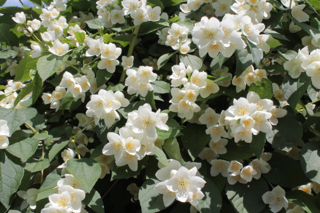 Mock Orange - Philadelphus coronarius