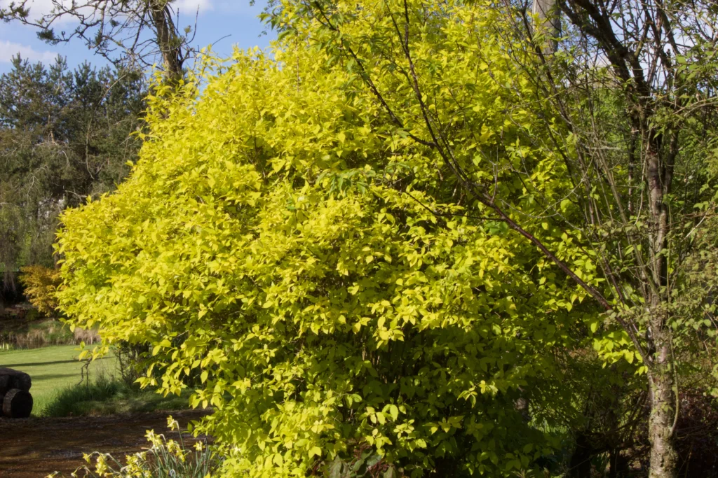 Mock Orange - Philadelphus coronarius