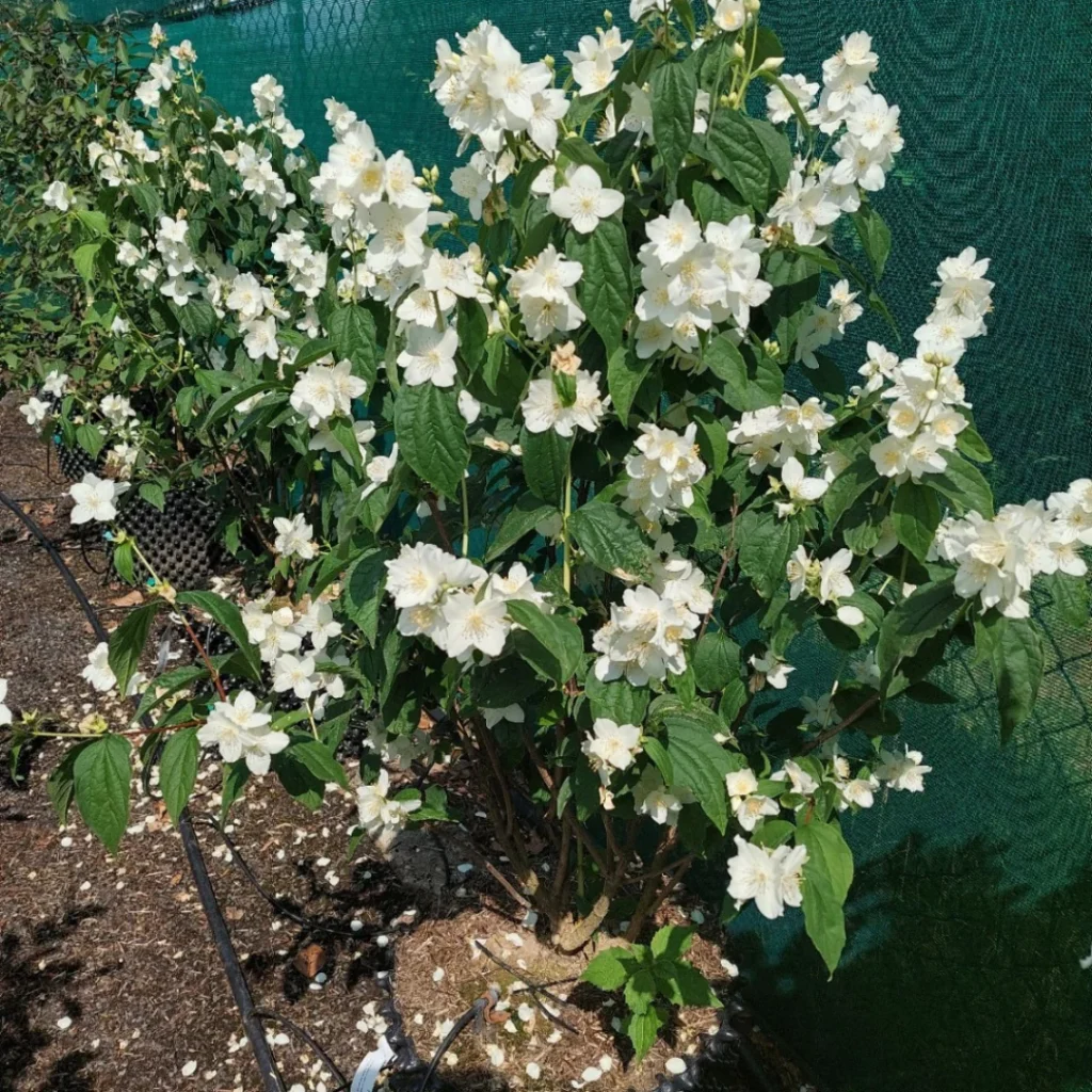 Mock Orange - Philadelphus coronarius