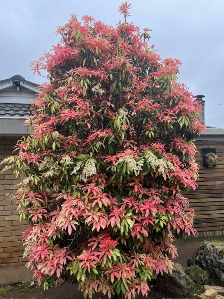 Japanese Andromeda - Pieris japonica