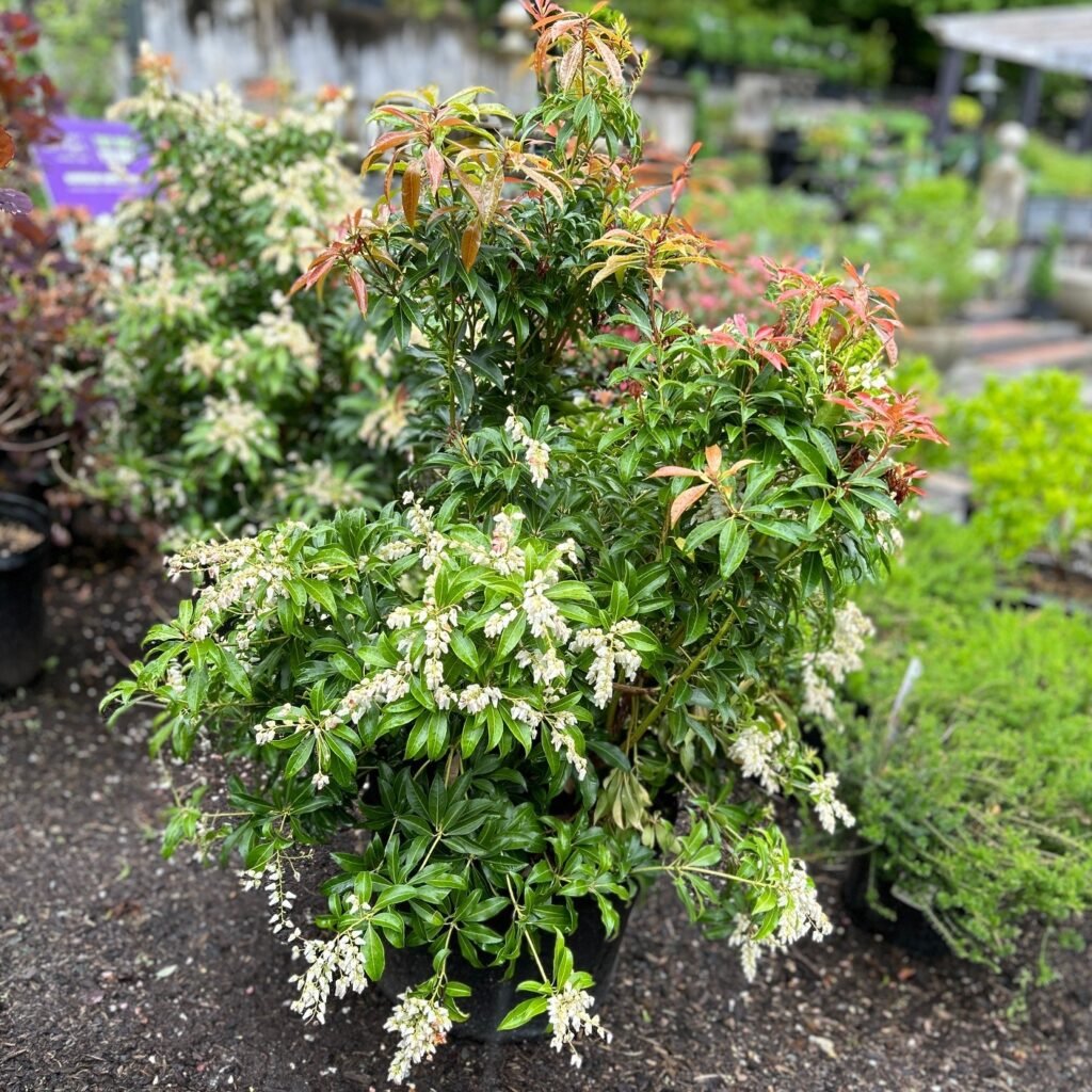 Japanese Andromeda - Pieris japonica