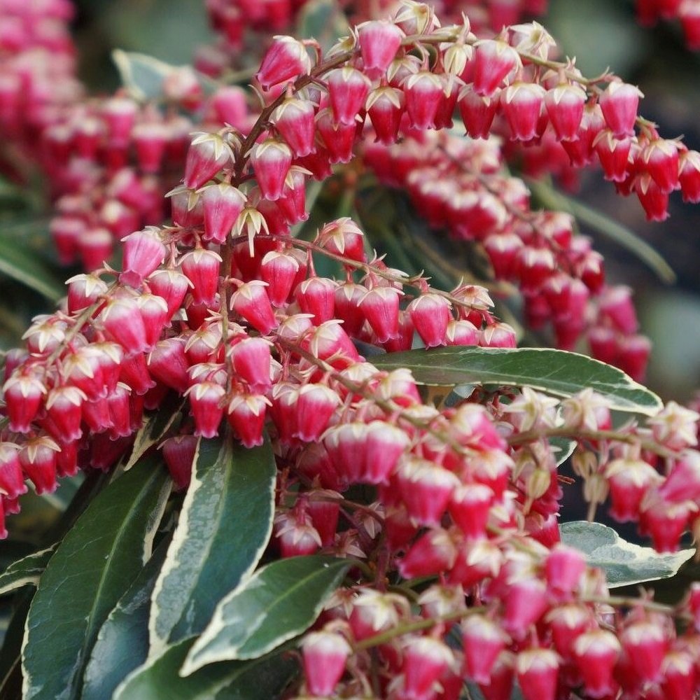 Japanese Andromeda - Pieris japonica