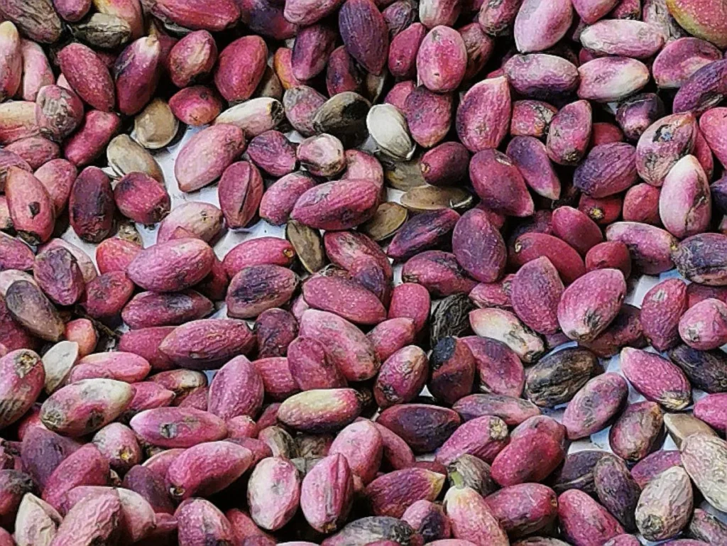 Pistachio - Pistacia vera