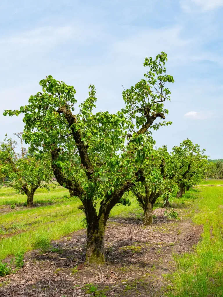 Wild Pear - Pyrus communis