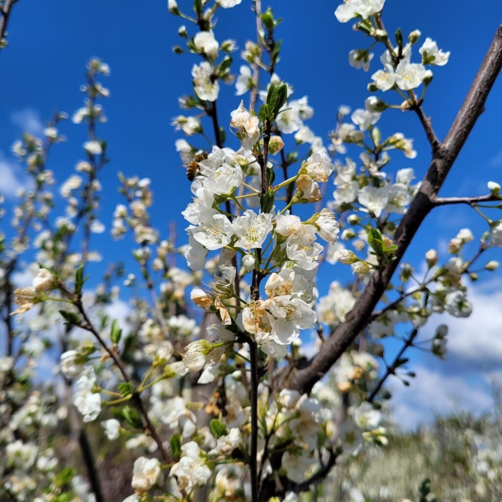 Chinese pear - Pyrus pyrifolia