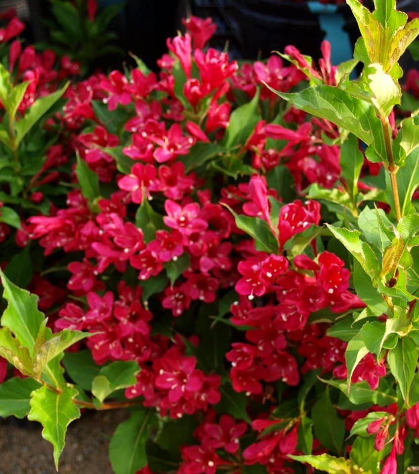 Weigela - Weigela