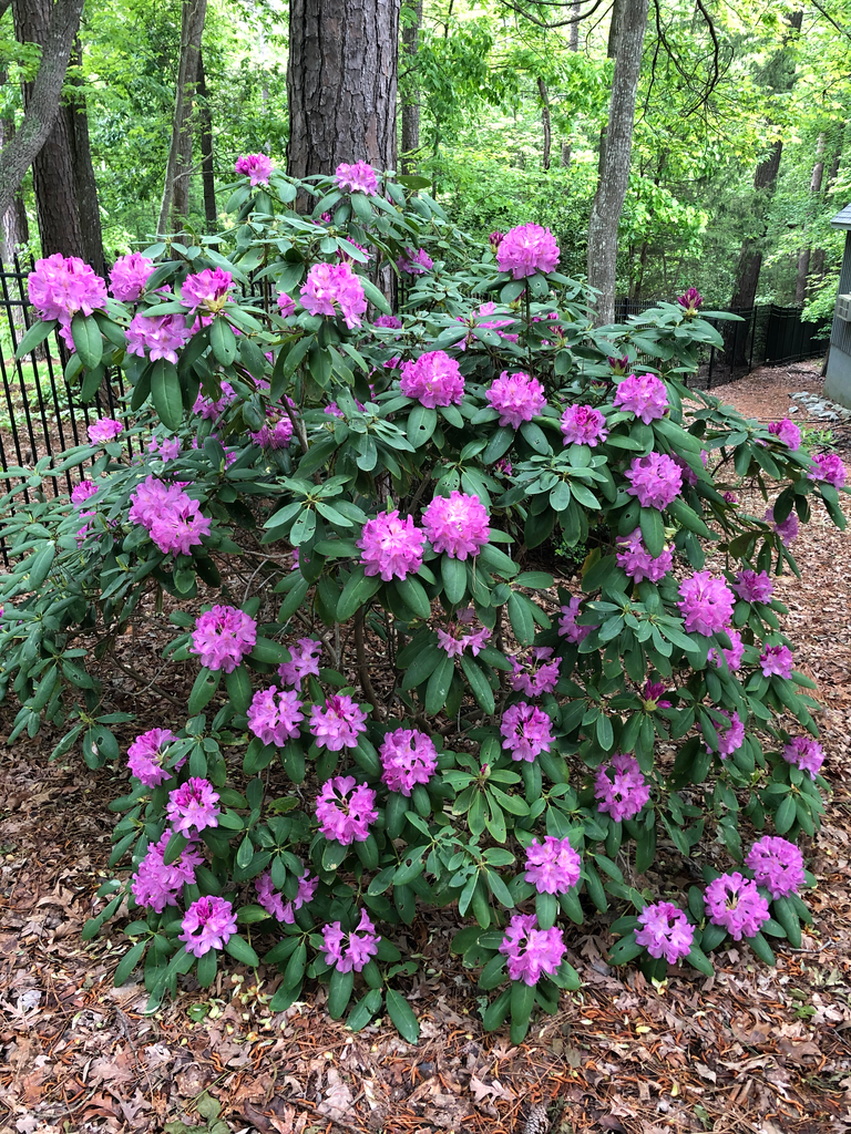 Catawba rosebay - Rhododendron Catawbiense