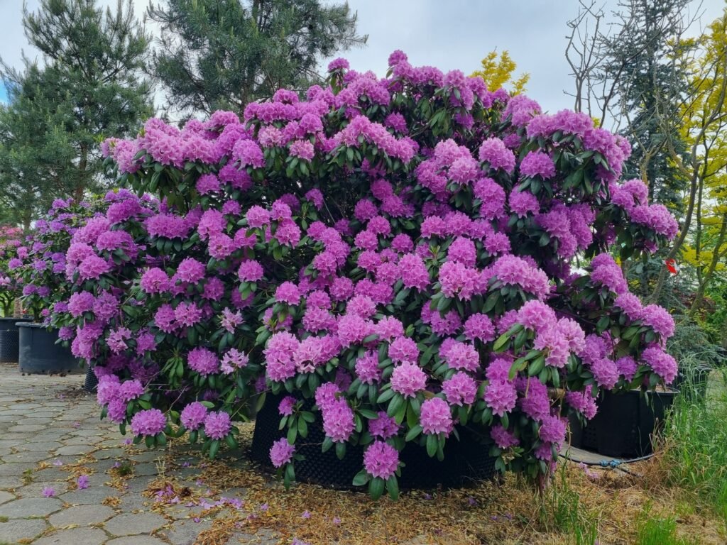 Catawba rosebay - Rhododendron Catawbiense
