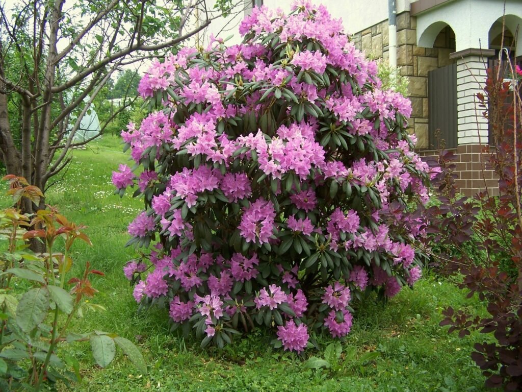 Catawba rosebay - Rhododendron Catawbiense