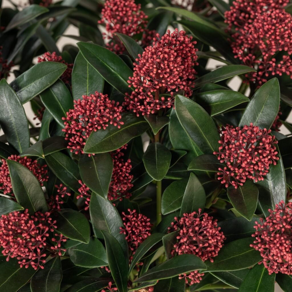 Japanese Skimmia - Skimmia japonica