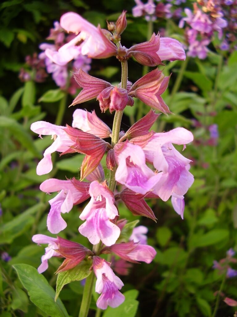 Sage - Salvia officinalis