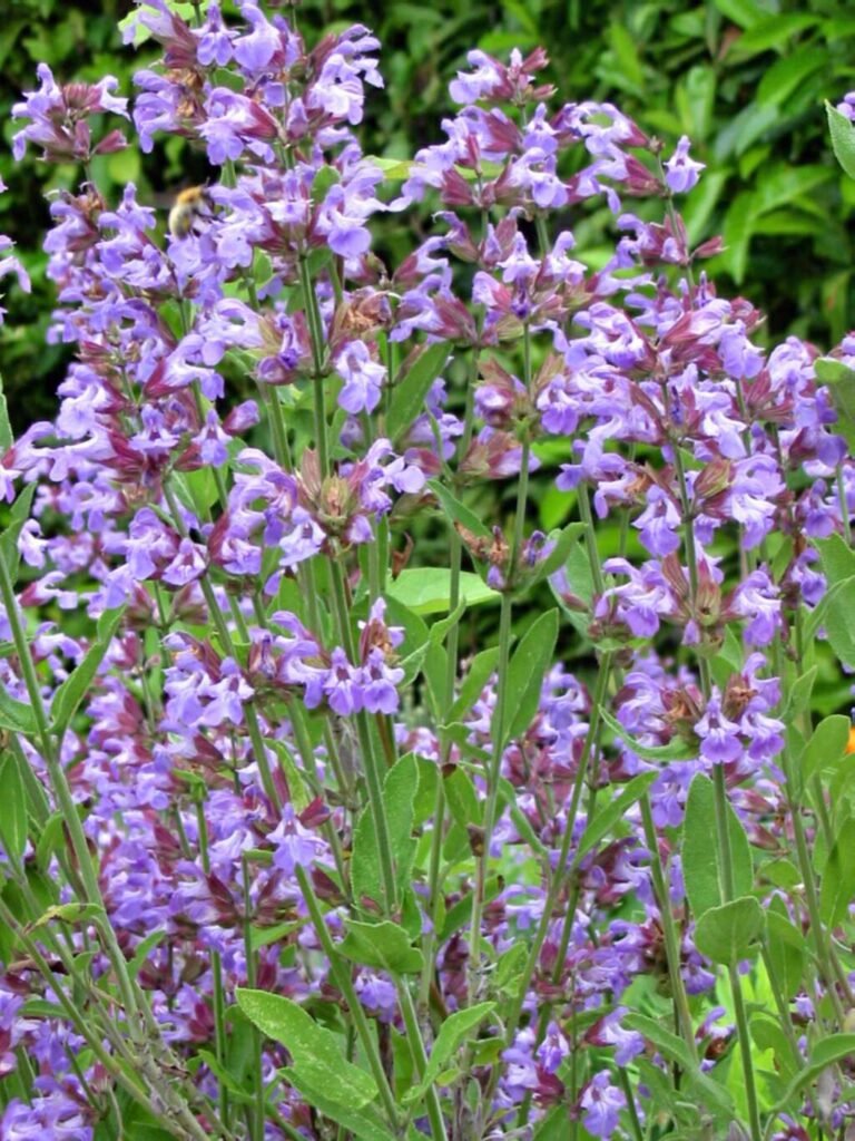 Sage - Salvia officinalis