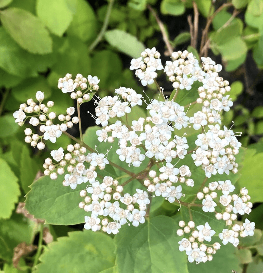 Birchleaf spirea - Spiraea betulifolia