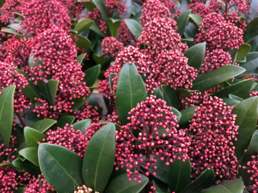 Japanese Skimmia - Skimmia japonica