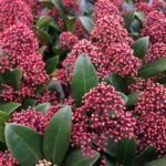 How to grow Japanese Skimmia (Skimmia japonica)