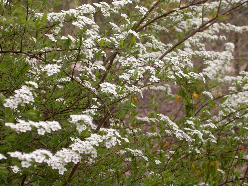Garland Spiraea - Spiraea x arguta
