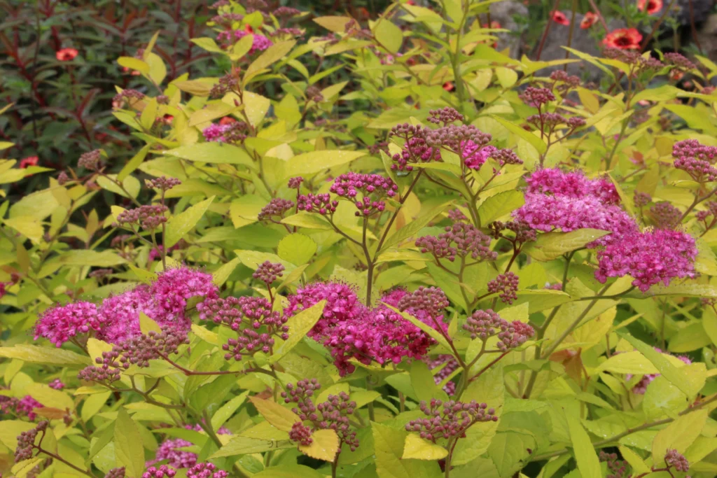 Japanese Spiraea - Spiraea japonica