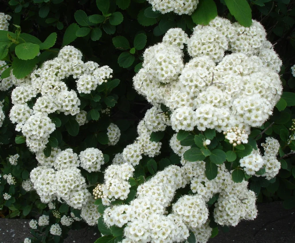 Birchleaf spirea - Spiraea betulifolia