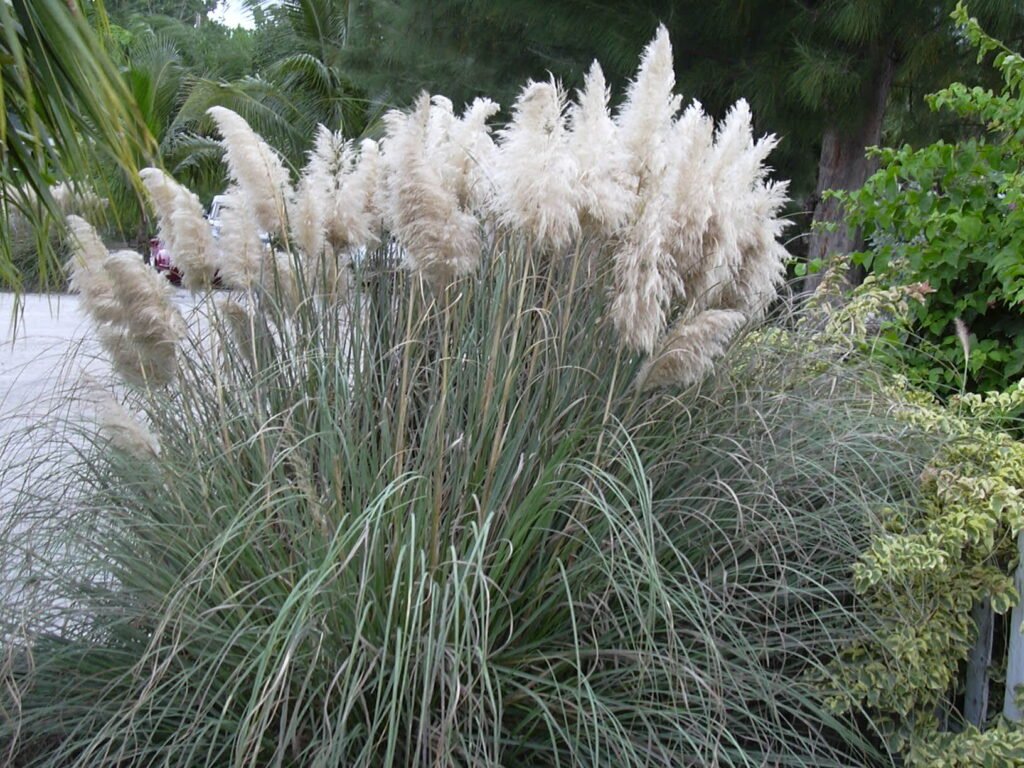 Pampas Grass - Cortaderia selloana