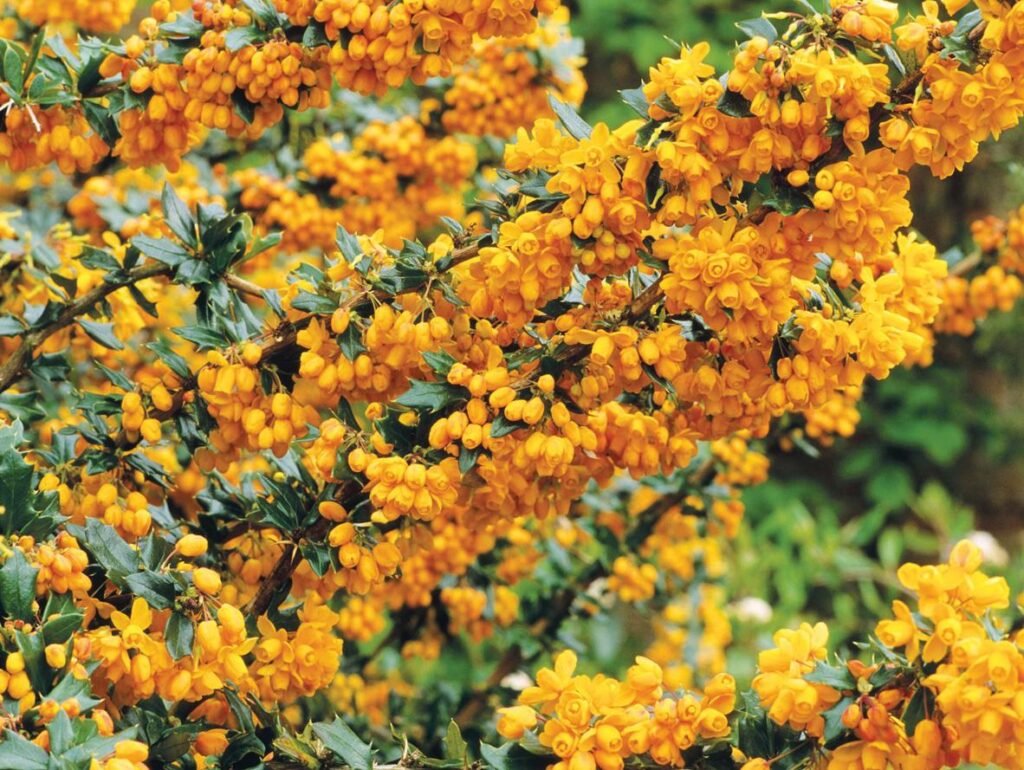 Warty Barberry - Berberis verruculosa