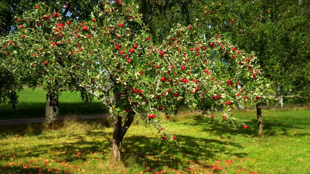 Apple - Malus domestica