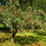 How to grow Apple (Malus domestica)