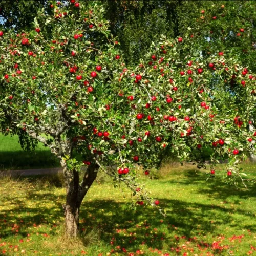 How to grow Apple (Malus domestica)