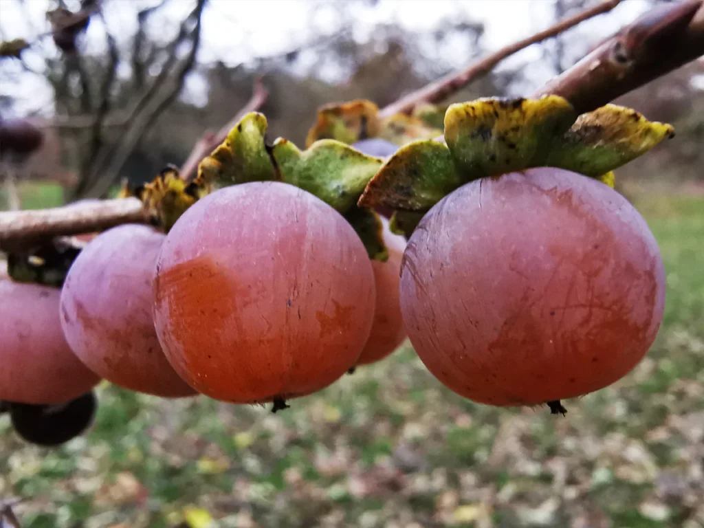 Date Plum - Diospyros lotus