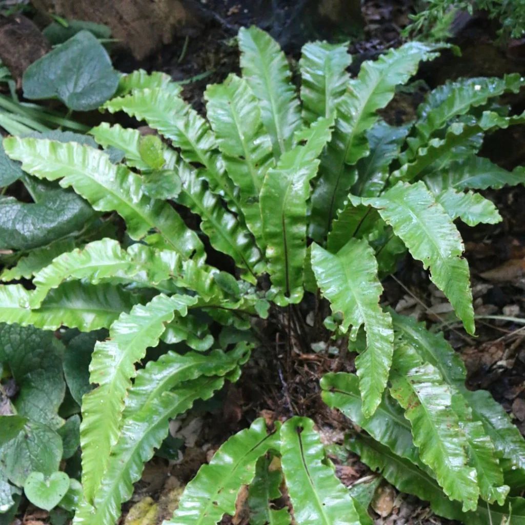 Hart's Tongue Fern - Asplenium scolopendrium