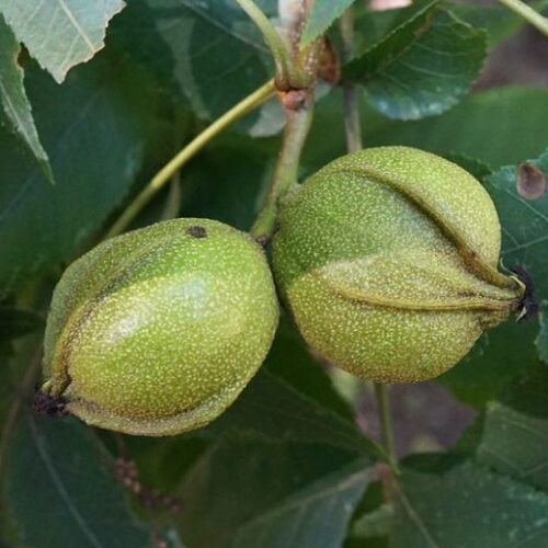 How to grow Bitternut Hickory (Carya cordiformis)