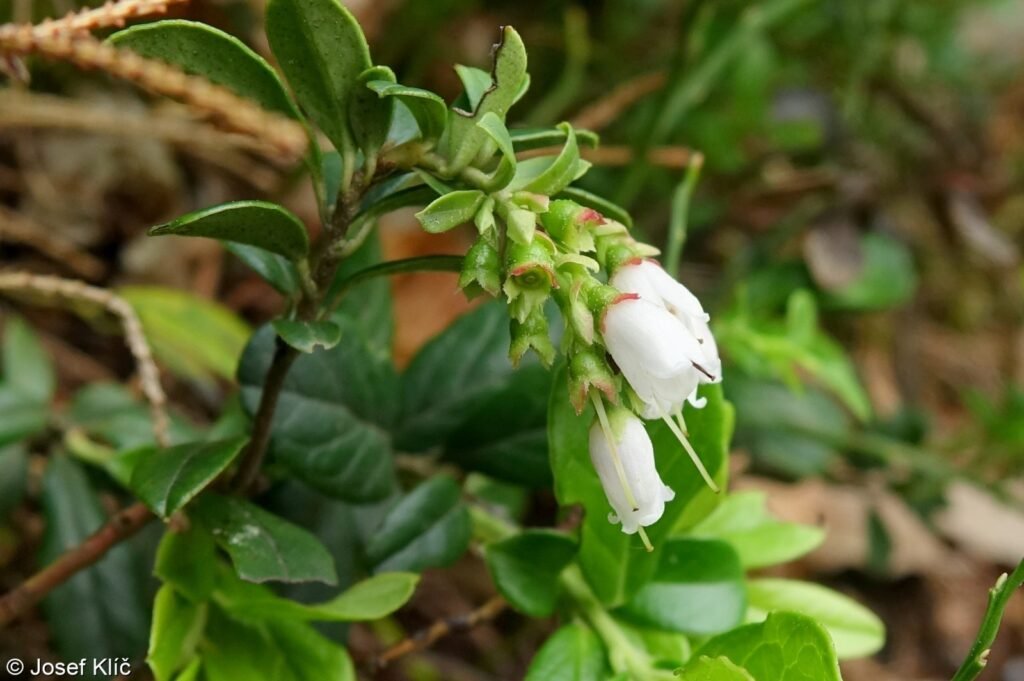 Cowberry - Vaccinium vitis