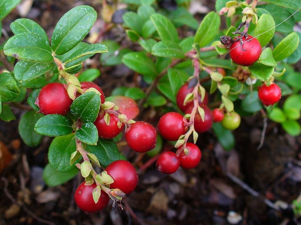 Cowberry - Vaccinium vitis