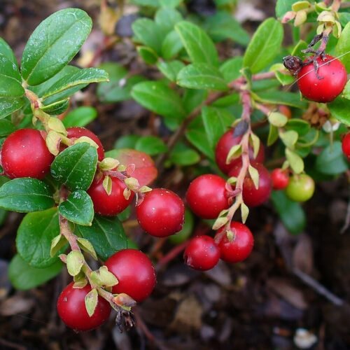 How to grow Cowberry (Vaccinium vitis)