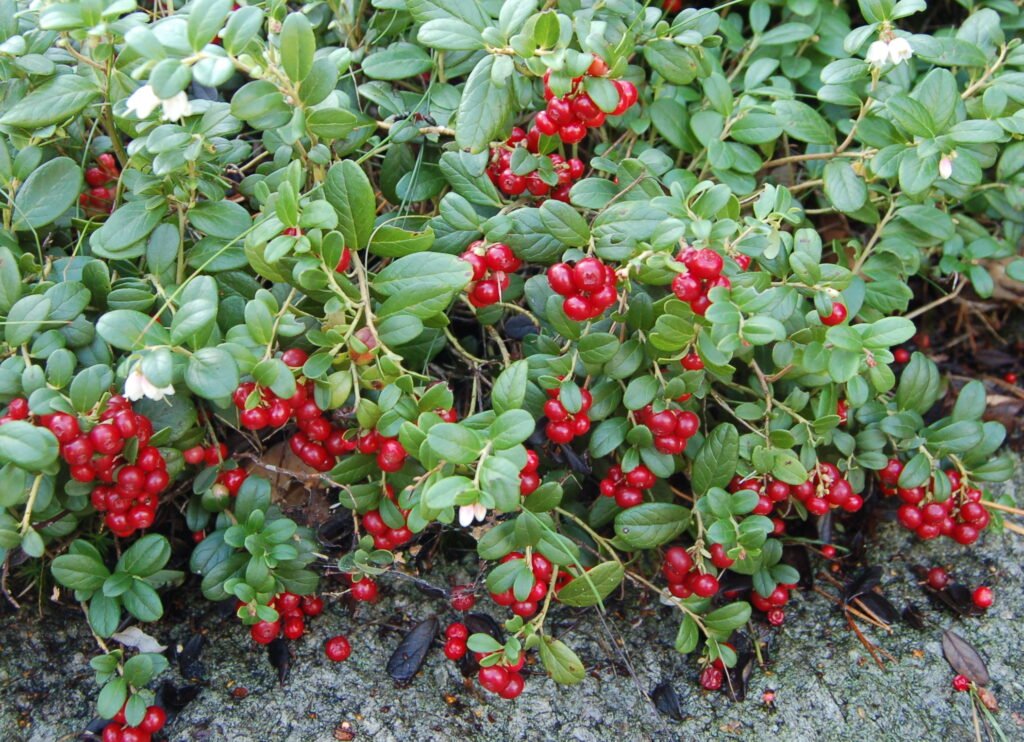 Cowberry - Vaccinium vitis