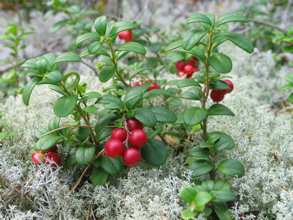 Cowberry - Vaccinium vitis